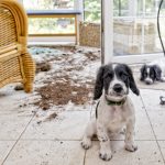 Keep Your Pet Safe