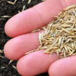 Food Plot Seeds
