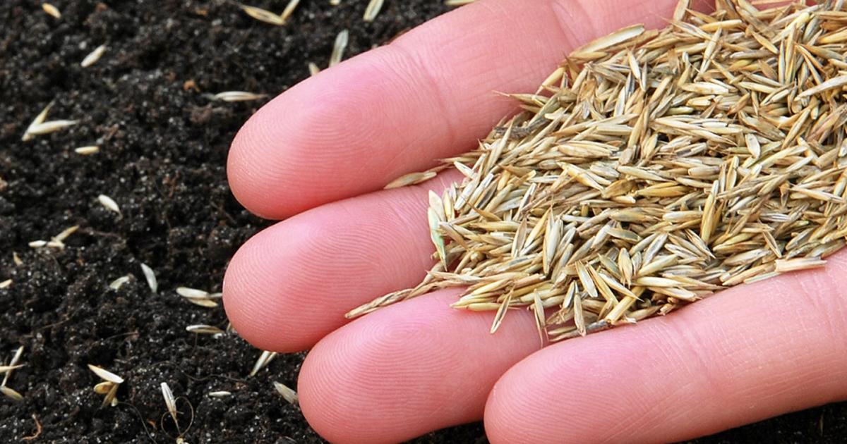 Food Plot Seeds