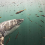 Explore the Underwater World with Confidence in a Secure Shark Cage Dive