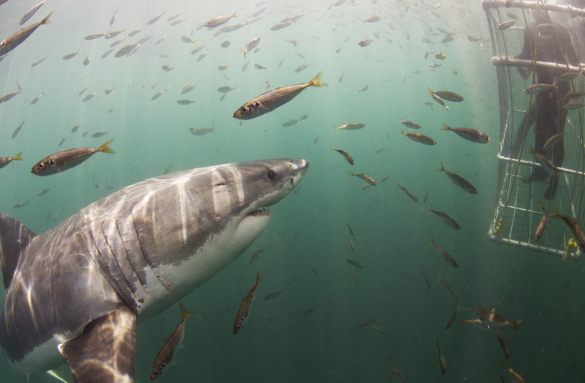 Explore the Underwater World with Confidence in a Secure Shark Cage Dive