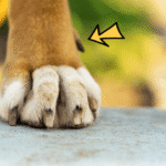 Why Humane Wildlife Animal Control Matters for Communities