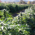 thca flower any good